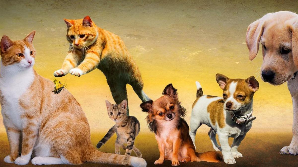 Animals g75c88104f 1920